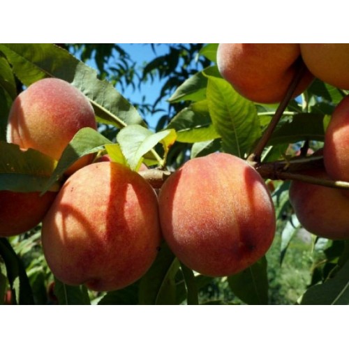 Саджанець персика Харнас 
