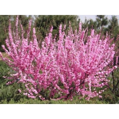 Сакура Піан (Prunus incisa Paean) 