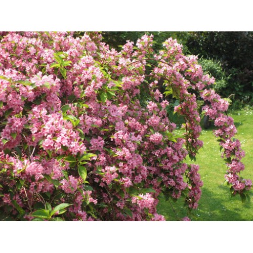  Вейгела Обильноцветущая (Weigela FLORIBUNDA)