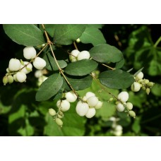 Снежноягодник (Symphoricarpos)