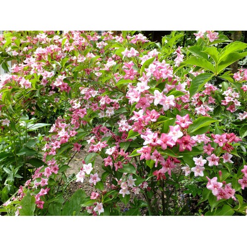 Вейгела Розеа (Rosea)  