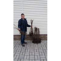 Ківі на вашому городі.