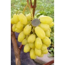 Саджанець винограду Бананас 