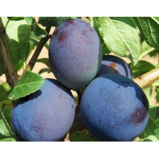 Саджанець сливи Топ Фіт 