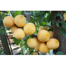 Саджанець сливи То Че Сан