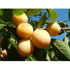Саджанець сливи Жовта Афаска 